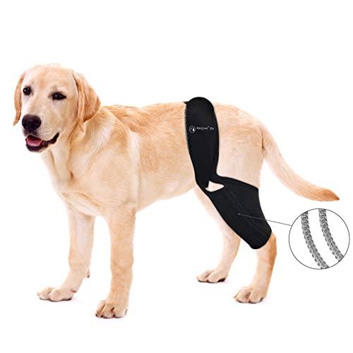 Best Dog Leg Braces